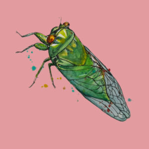 Cicada Design