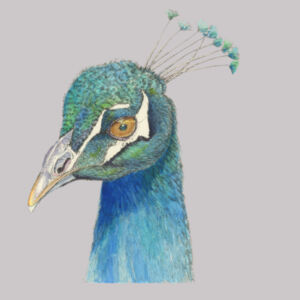 Peacock  Design