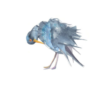 Oystercatcher Design