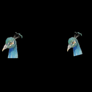 Peacock woopsie Design