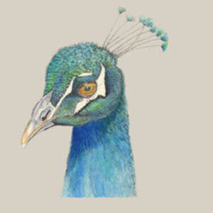 Peacock cap Design